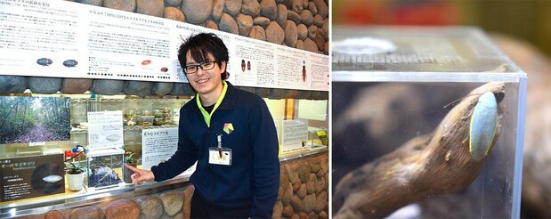 A la izquierda, Yanagisawa Shizuma trabajando en el Parque de Observación Nacional de los Insectos de Ryūyō, en Iwata; a la derecha, la cucaracha aurora que aparece actualmente en el museo solo por un tiempo limitado. (© Izumi Nobumichi)