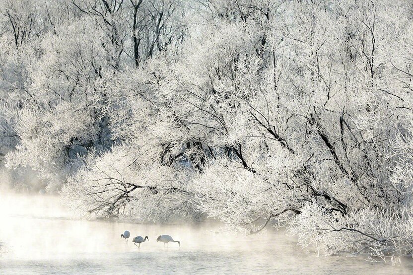 霧氷の中で採餌をする家族(1月)