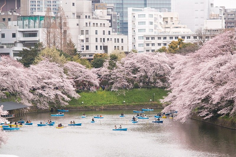 Chidori-ga-fuchi, uno de los fosos que rodean el Palacio Imperial, en Tokio, es un magnífico lugar para disfrutar de la belleza de los cerezos desde el agua, a bordo de una barca.