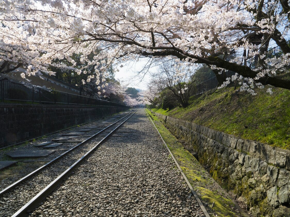 The disused track passes through a tunnel of blossoms.