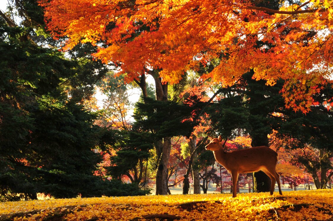 Parque de Nara. (PIXTA)