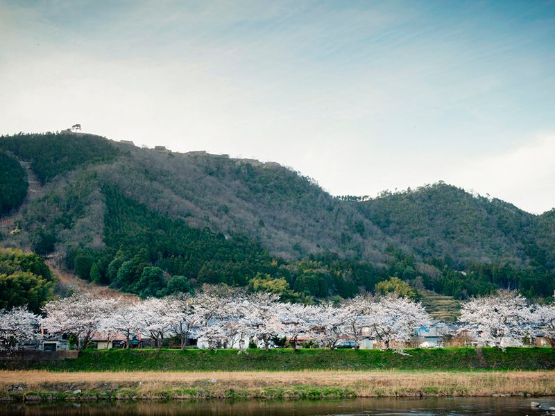Au printemps, les ruines du château se dressent à l’arrière-plan des cerisiers en fleurs qui bordent la rivière Maruyama.
