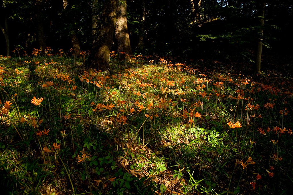 [Diapositivas] ¡Bienvenidos al bosque!