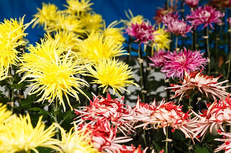Le chrysanthème d’Edo, ou edo-giku, une variété de koten-giku améliorée à l’époque d’Edo.