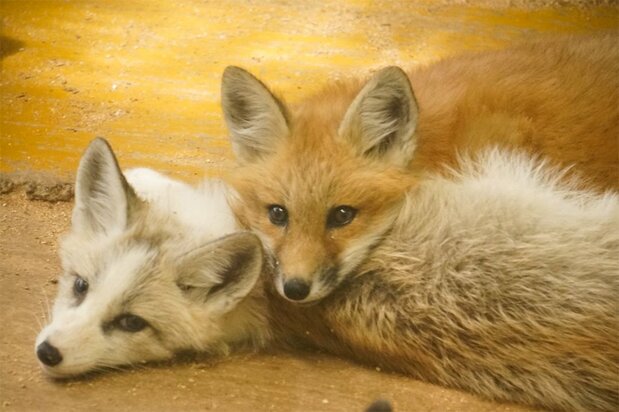 Baby foxes are born in the spring, and in May visitors have the opportunity to hold cubs in their arms. (Photo courtesy of Zaō Fox Village)