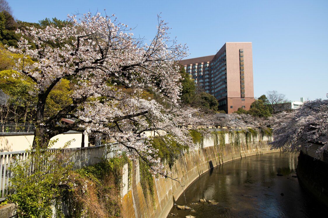 Vue de l’hôtel donnant sur le long de la rivière Kanda à la saison des cerisiers en fleurs. Cette vue est prise depuis un point opposé à celui de la gravure sur bois d’Utagawa Hiroshige.