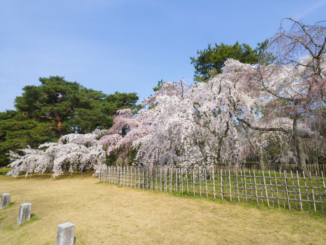 The blooming of the itozakura is a harbinger of the coming of spring in Kyoto Gyoen National Garden.