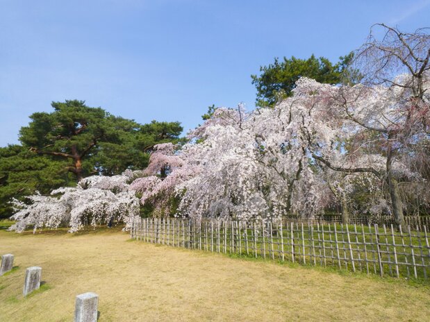 The blooming of the <em>itozakura</em> is a harbinger of the coming of spring in Kyoto Gyoen National Garden.