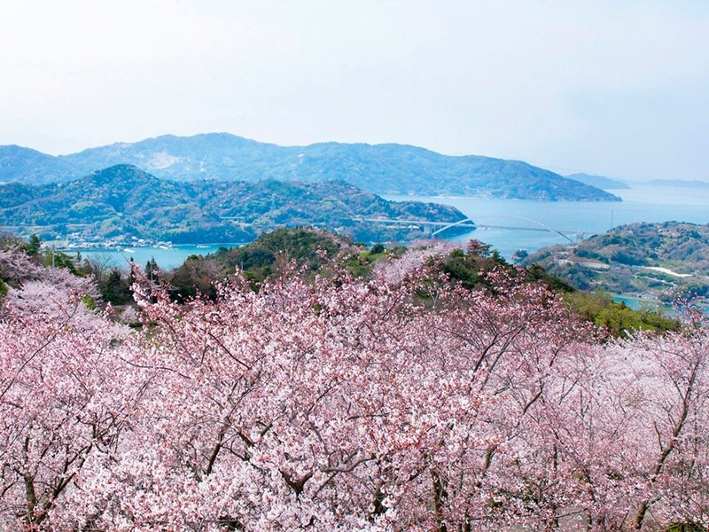 El puente Ōmishima se divisa entre los cerezos en flor del parque Hirakiyama, en Hakatajima