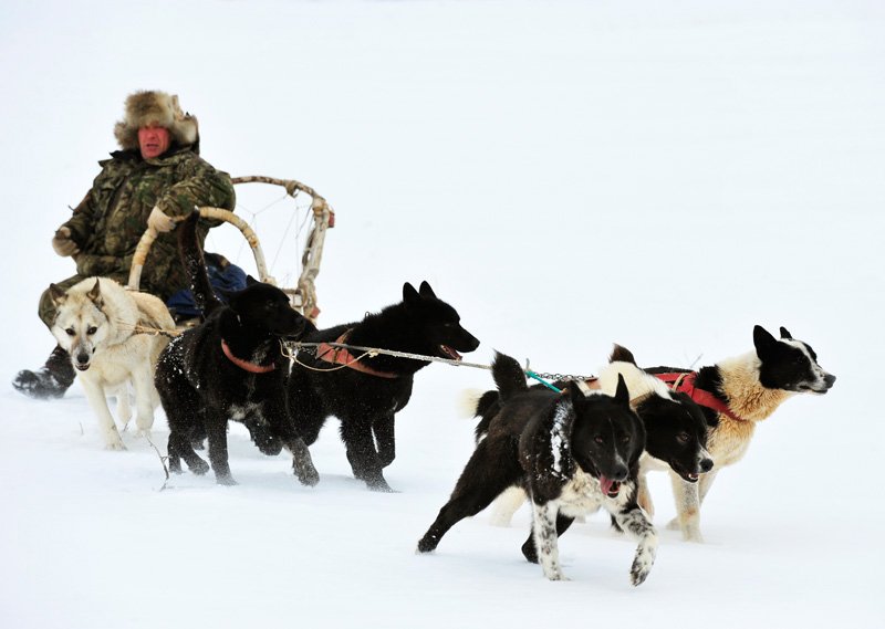 樺太犬を駆って雪原を走るサハリン最後の犬ぞり使いのセルゲイ・リュビフさん。（撮影＝ウラジスラフ・チトフさん、2009年）
