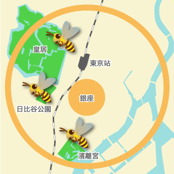 銀座蜜蜂的飛行範圍