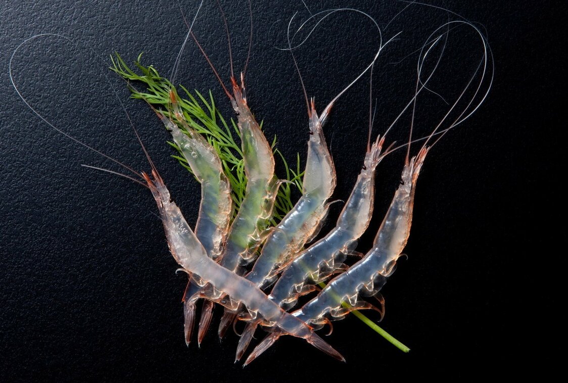 Shiroebi glass shrimp. (Courtesy Toyama Tourism Organization)