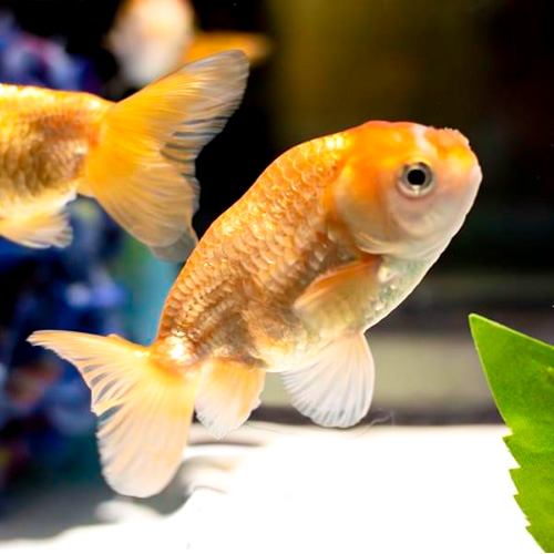 大阪兰寿(图片:艺术水族馆GINZA)