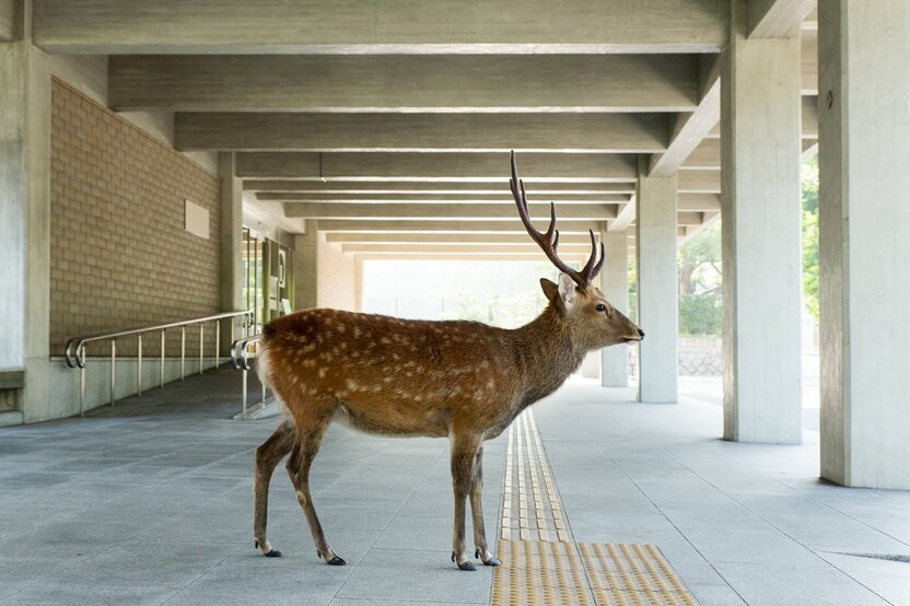 At Nara Prefectural Office.