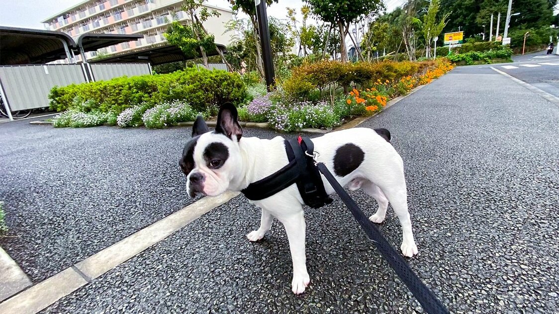 带狗狗在小区散步