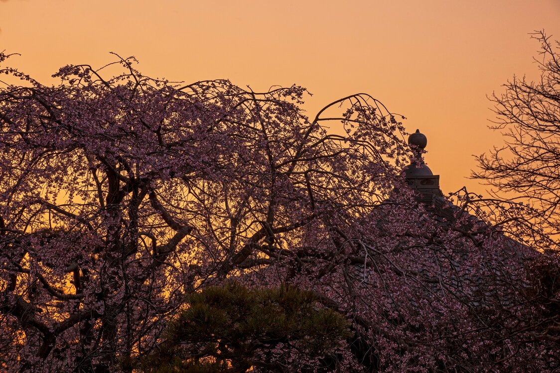 Hongakuji’s shidarezakura at dusk. (© Harada Hiroshi)
