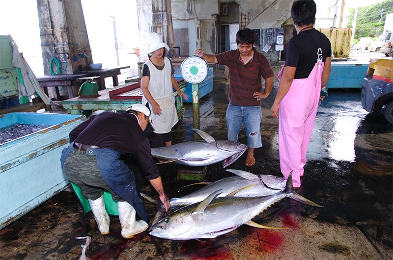 佐良濱漁港進行黃鰭金槍魚的秤重，2013年9月13日，沖繩縣宮古島市伊良部（攝影：松田良孝）