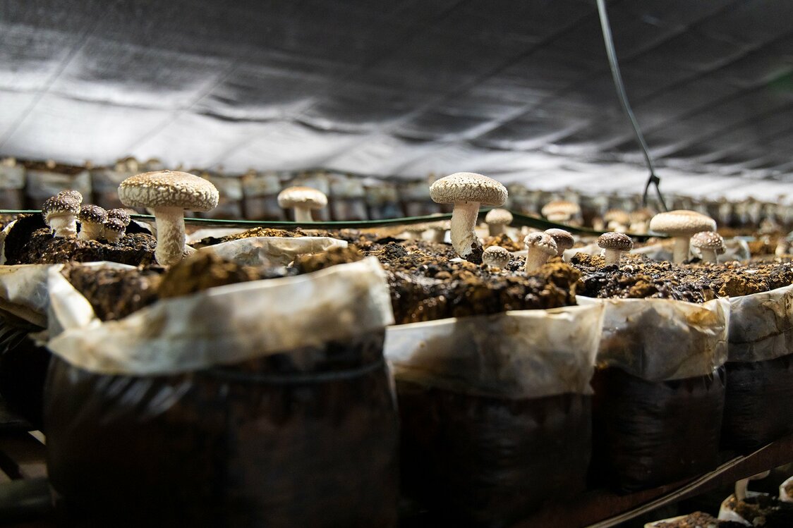 Protected from the elements, Ogura’s shiitake thrive in a controlled growing environment.