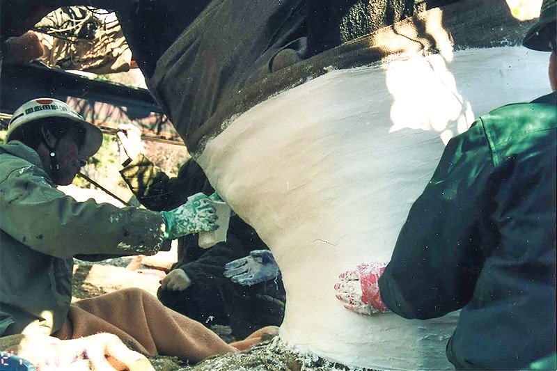 造園家たちが、藤の移植の前に幹を石膏の包帯で保護する （提供：塚本こなみ）