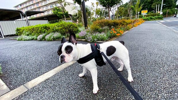 带狗狗在小区散步
