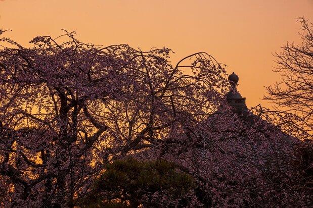 夕阳中的本觉寺垂枝樱