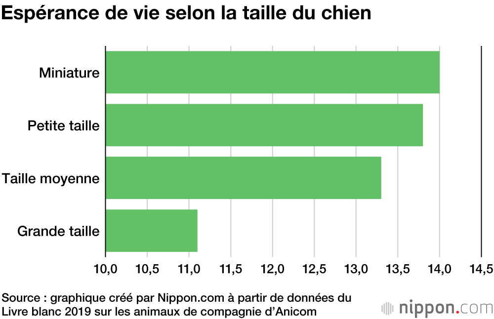 Classement 2020 des races de chiens préférés des Japonais : les petites tailles ont toujours la cote