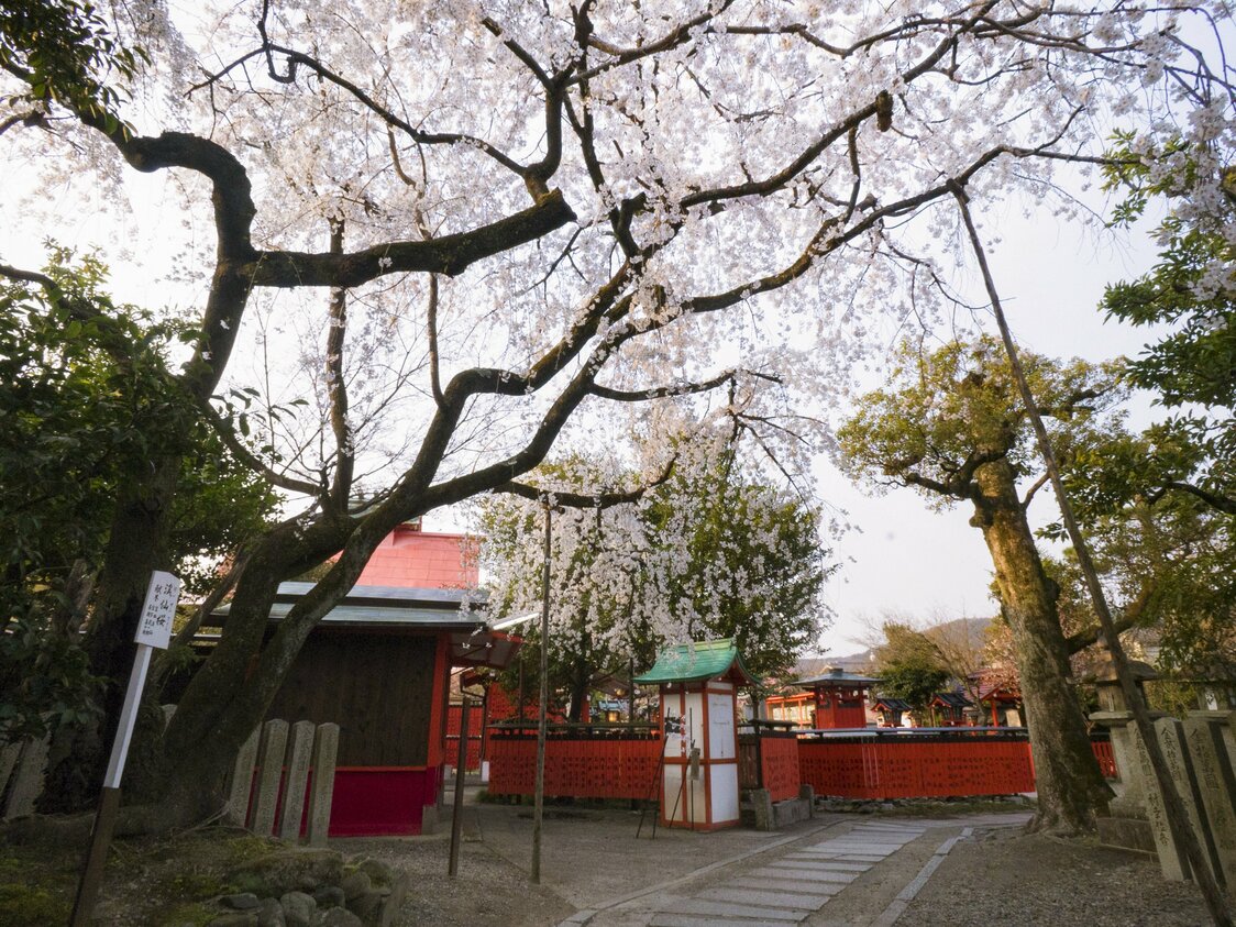 El elegante keisen-zakura se yergue al este del camino que se extiende tras la entrada intermedia. Se dice que Tomita Keisen, quien donó el árbol, era un buen amigo del gran maestro de la pintura Tomioka Tessai, que en su día dirigió el santuario.