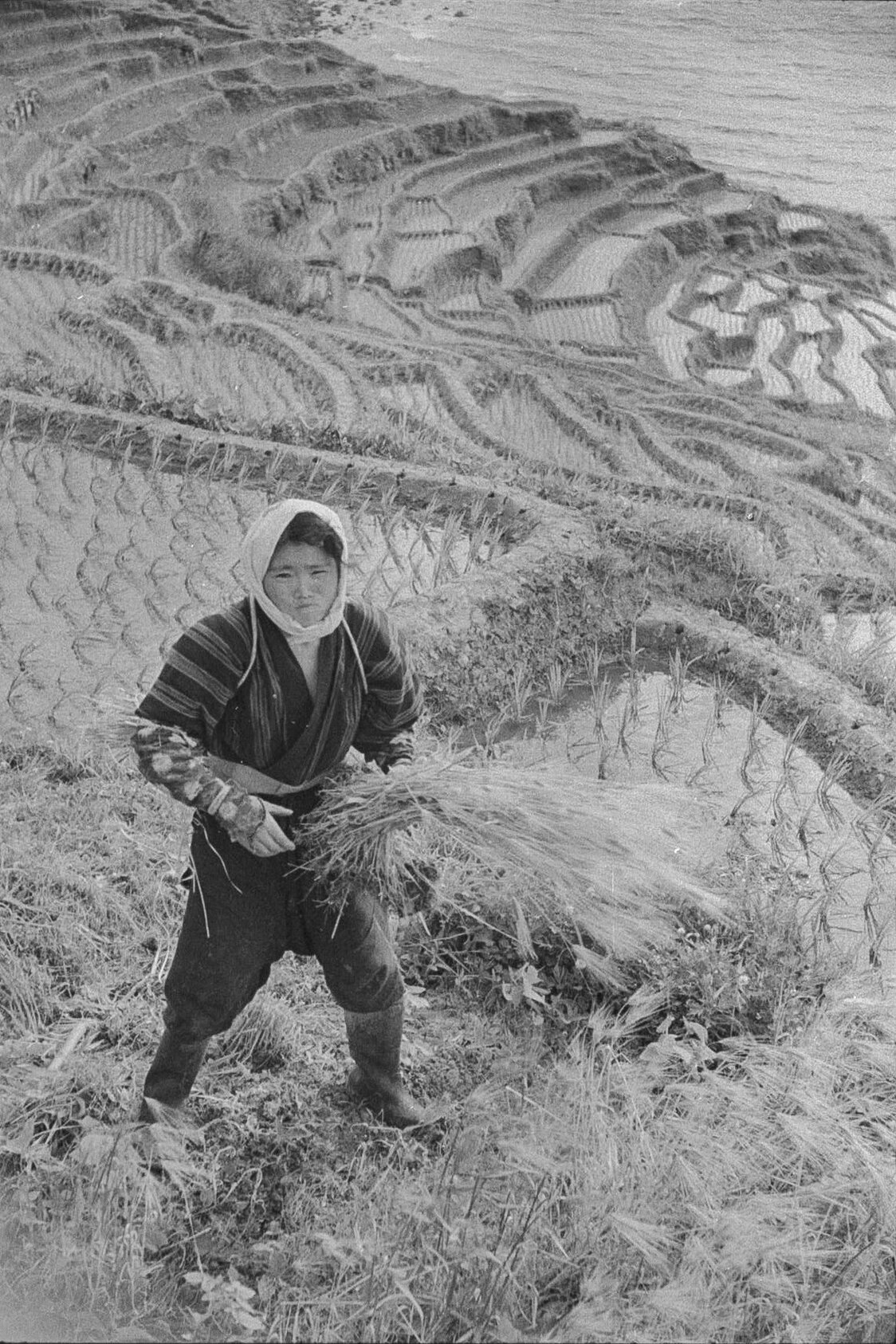 1953年当時の輪島・白米千枚田（しろよねせんまいだ）の農耕風景（芳賀日出男撮影）