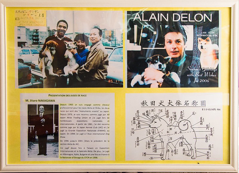 店内に貼られたパネル。右上は中川さんが育てた秋田犬を抱くアラン・ドロン。左上は、歌手スティービー・ワンダーの兄に子犬を販売した時の写真