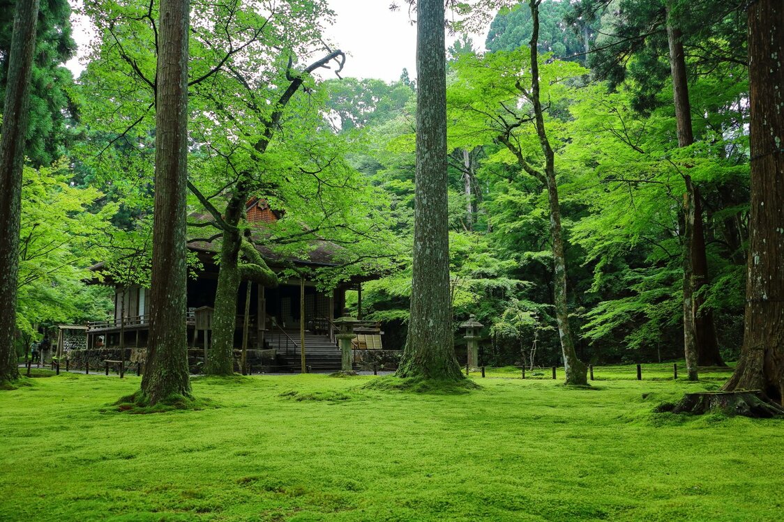 じゅうたんタイプの苔庭（京都府・三千院門跡）。庭一面がコケで覆われる（筆者撮影）