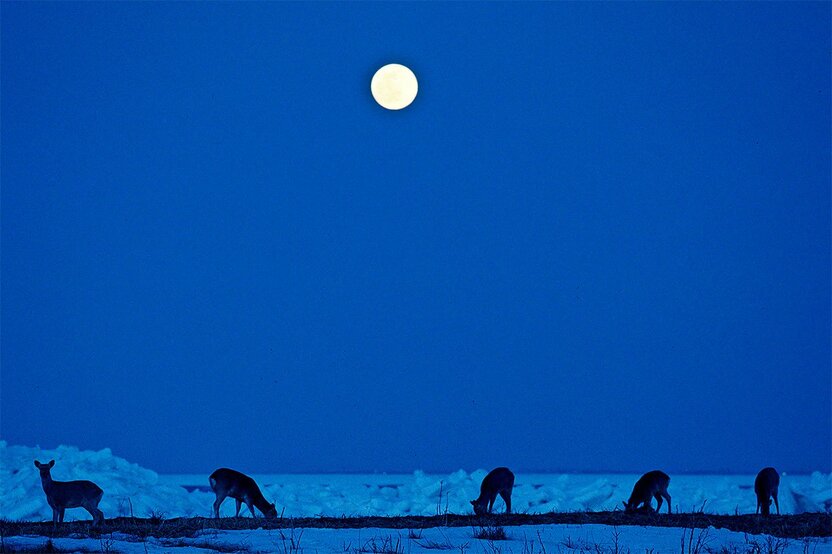 Ciervos ezoshika una noche de luna llena.