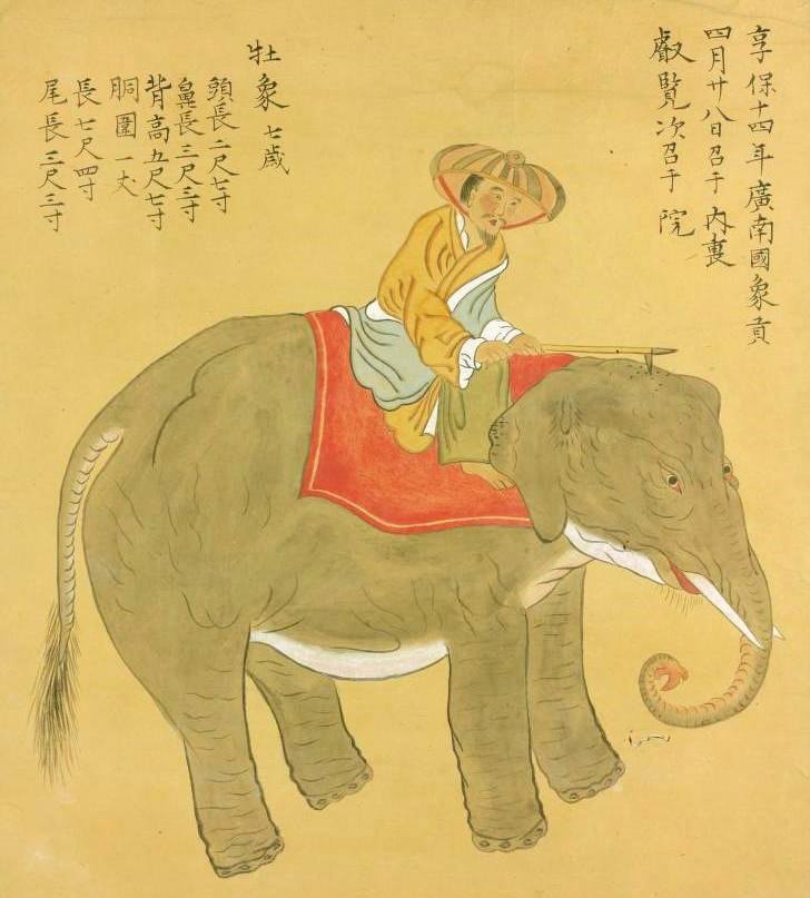 「享保十四年渡来 象之図」 川鰭実利画 写本 1軸　　国立国会図書館所蔵