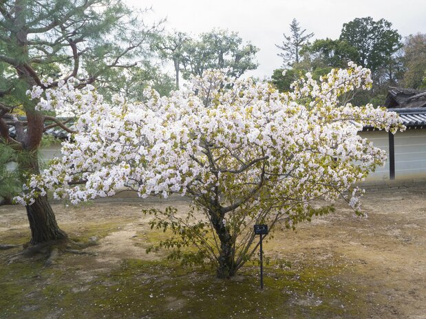 “有明樱”花色洁白，香气优雅