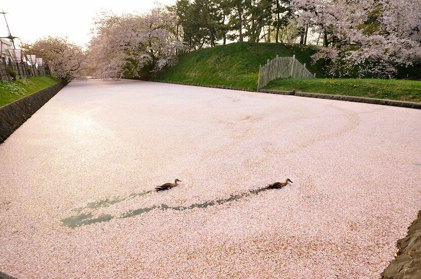 青森县弘前市 弘前公园