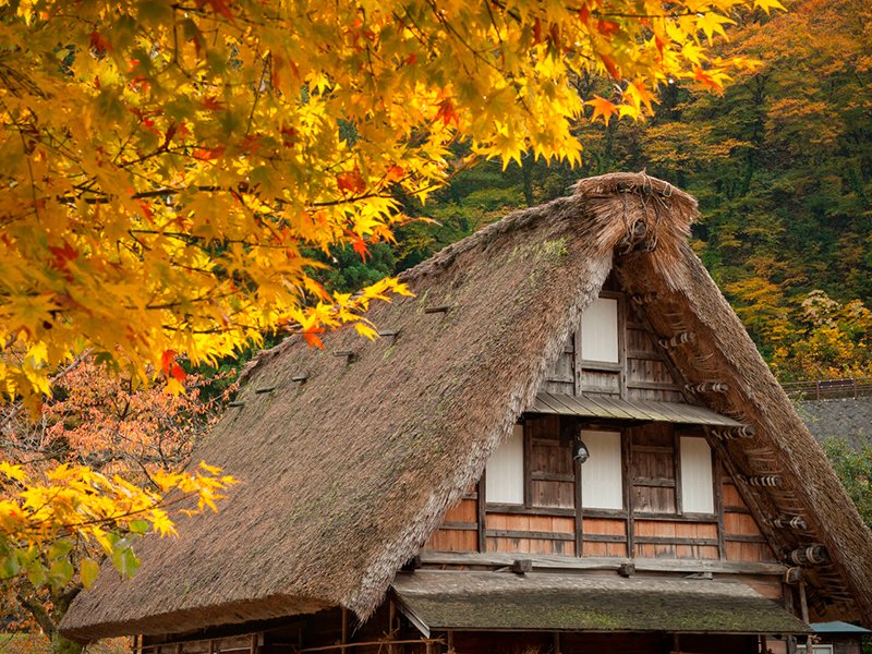 Dans le hameau de Suganuma, les feuillages d’automne mordorés rehaussent les toits de chaume d’un marron passé