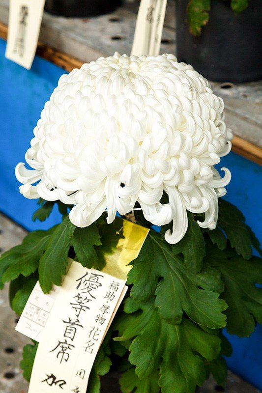 Arrangement floral simple, ou ippon-jitate.