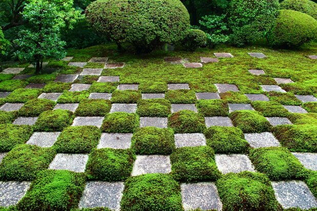 模様タイプの苔庭(京都府・東福寺)。コケと石板で描いた市松模様が印象的だ(筆者撮影)