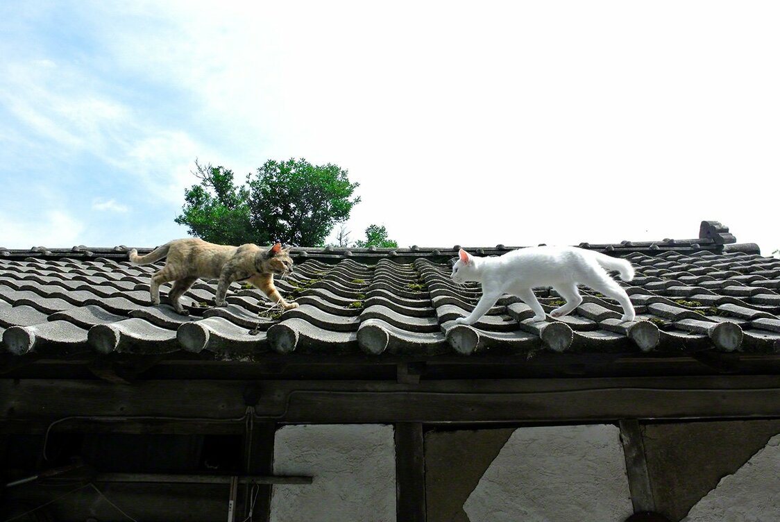 Although very different in character, Shiro and Sabi get on well and are often seen together.