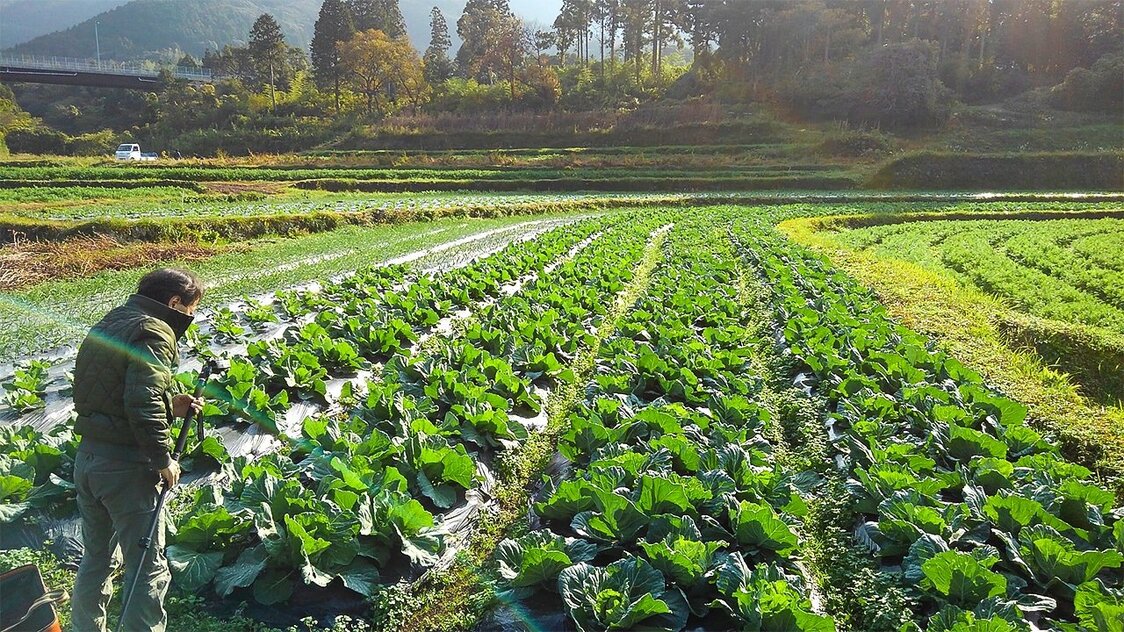 豊かな土壌で育つ元気な「菌ちゃんふぁーむ」のオーガニック・キャベツ 