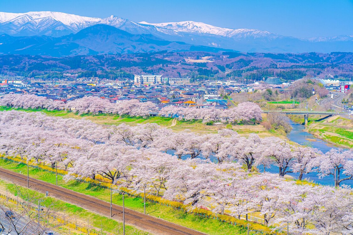 De magnifiques cerisiers en fleur longeant le bord de la rivière Shiroishi. (Pixta)