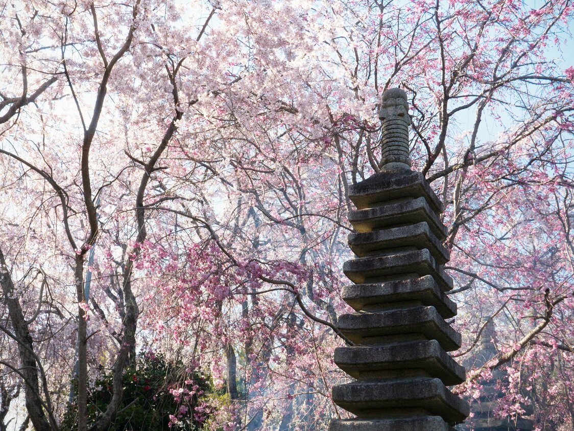 桜が美しく見えるように石塔が配置されている