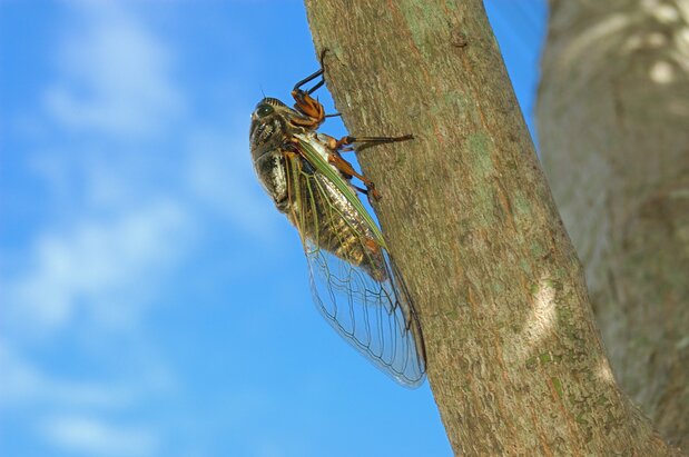 A kumazemi cicada. (© Pixta)