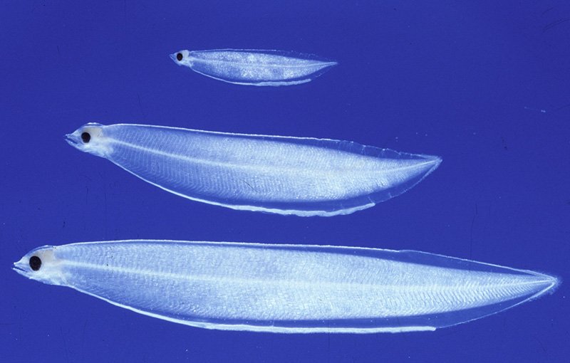 Larvae (leptocephali) of Japanese eel. (Photo courtesy of Tsukamoto Katsumi.)