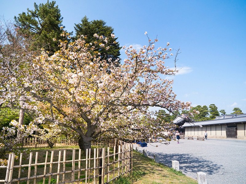 El kuruma gaeshi-zakura sigue mostrándose hermoso aunque le salgan las hojas. El mejor momento para verlo es entre comienzos y mediados de abril.