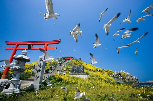 ウミネコが飛び交う蕪島神社はパワースポットとして人気　　写真提供：青森県観光連盟