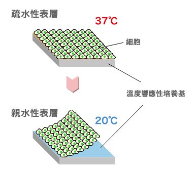 37℃時為疏水性的表層，降至20℃時成為親水性，細胞可在膜片狀態下取出