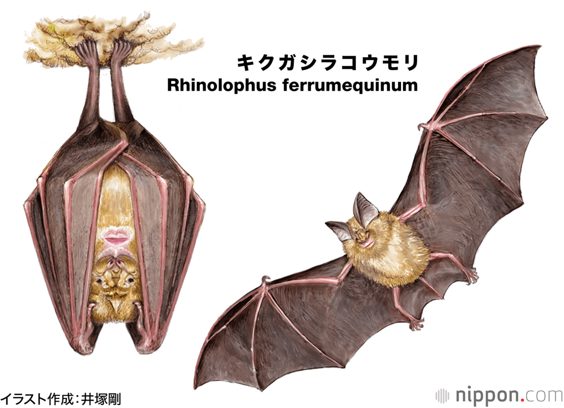 3章 新型コロナはどう収束するのか：（1）自然消滅した SARSウイルス