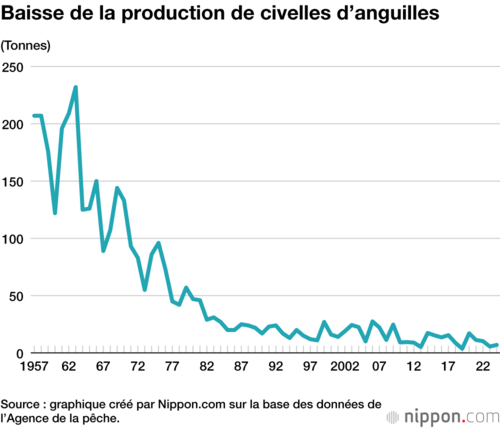 Baisse de la production de civelles d’anguilles