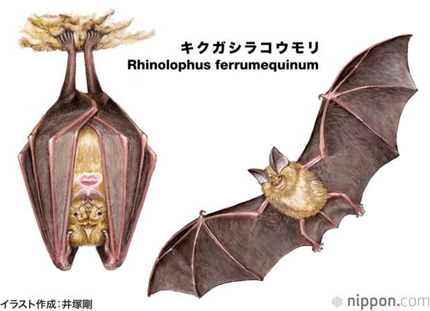 キクガシラコウモリ
