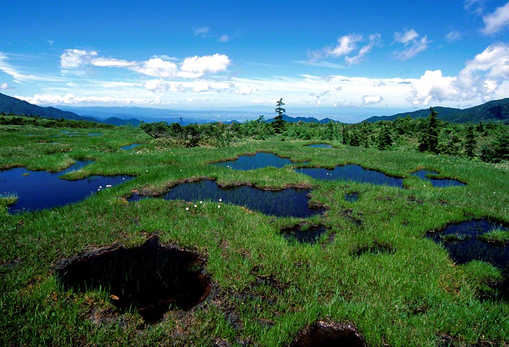 Le marais dans le plateau Midagahara, juillet